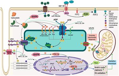 Non and Epigenetic Mechanisms in Regulation of Adaptive Thermogenesis in Skeletal Muscle